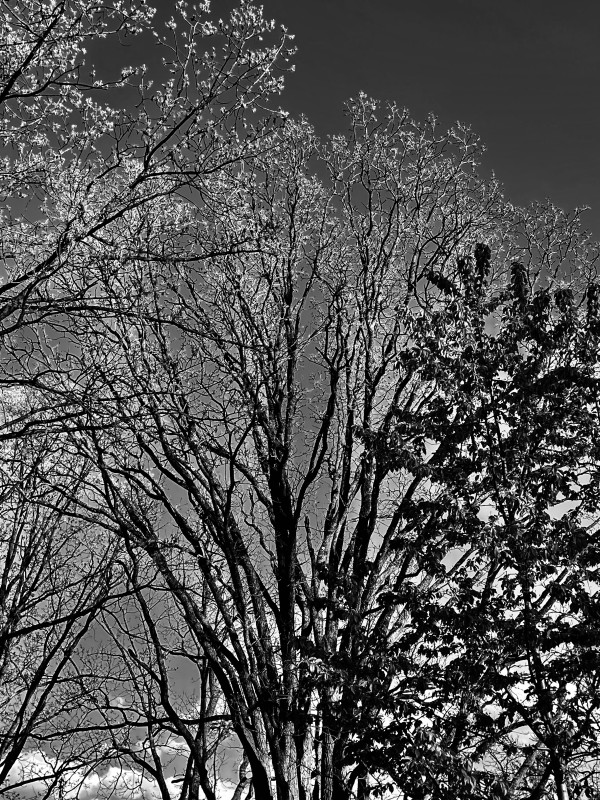 B&W Trees by Alex Damevski