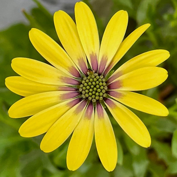 Yellow Flower by Alex Damevski