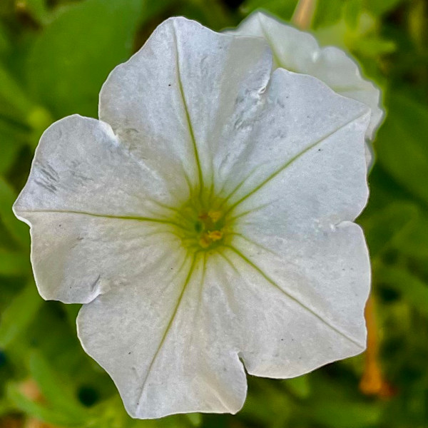 White Flower by Alex Damevski