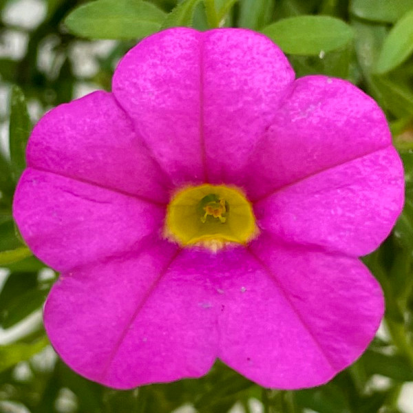 Magenta Flower by Alex Damevski