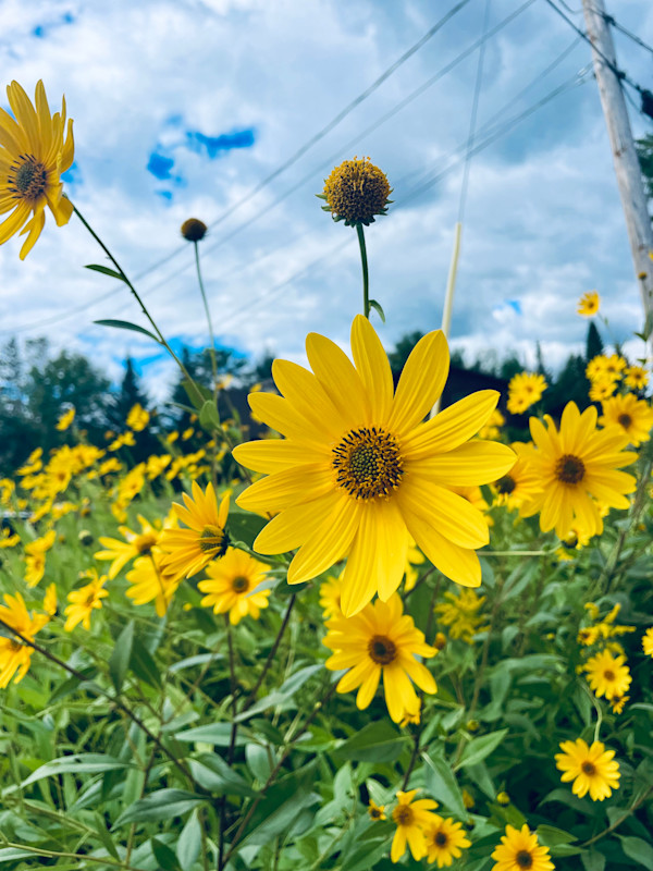 Summer 3 by Alex Damevski