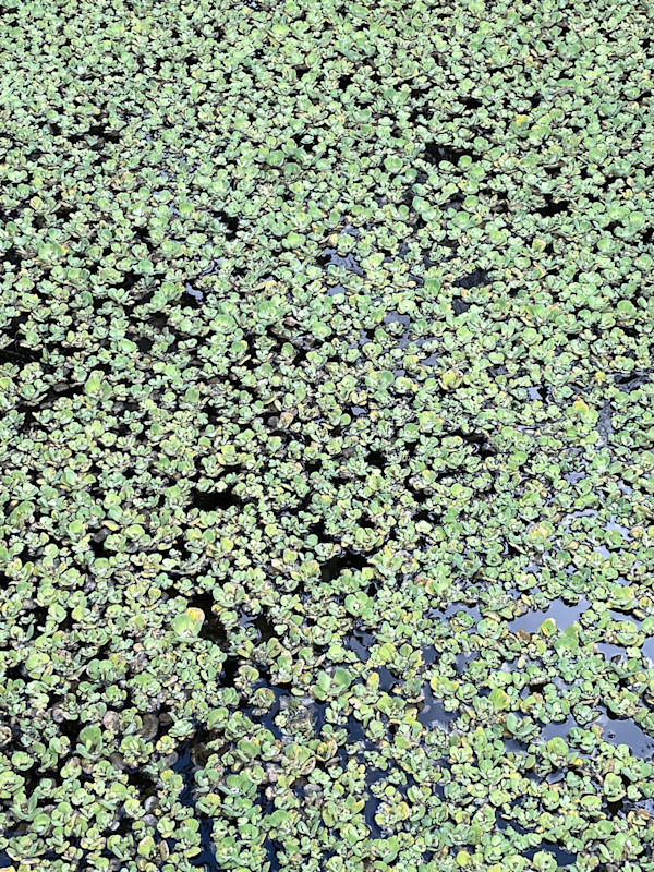 Pond 2 by Alex Damevski