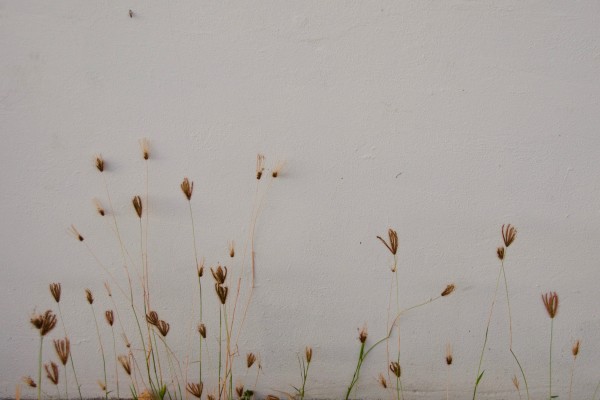 Wall Flowers by Alex Damevski