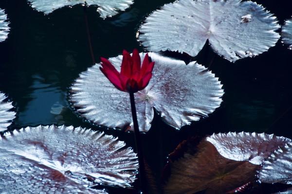 Pond Lilly by Alex Damevski