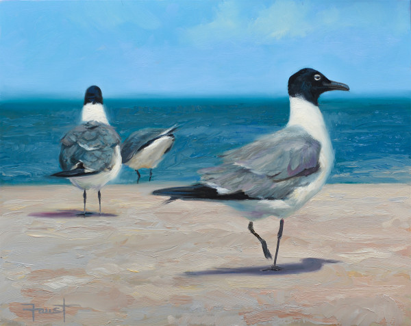Gull Patrol by Shawn Faust