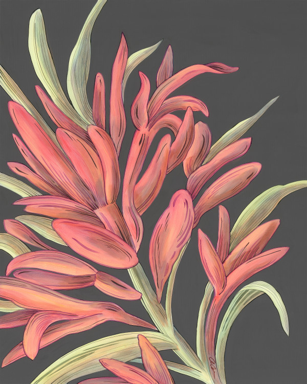 Indian Paintbrush by Allison Cosmos