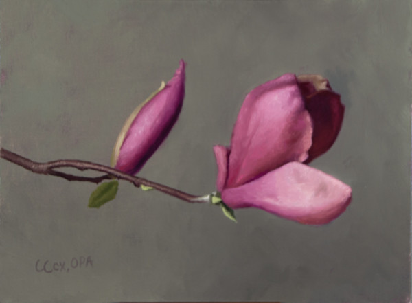 Pink Magnolias by Cecelia Cox