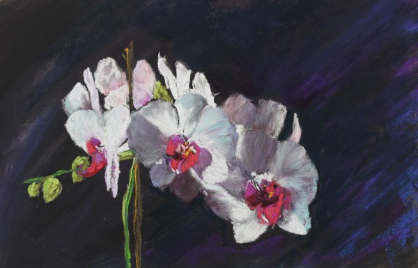 Orchid 2 by Renee Leopardi