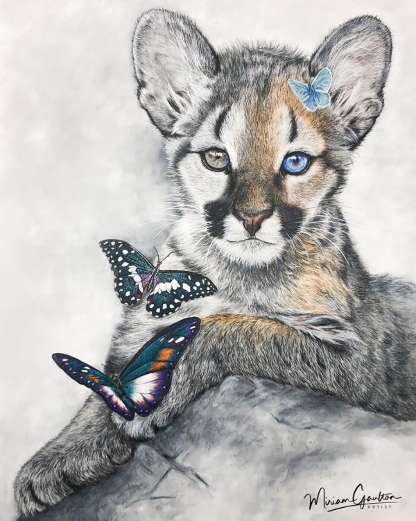 Cougar cub and butterfly friend by Miriam Gaulton