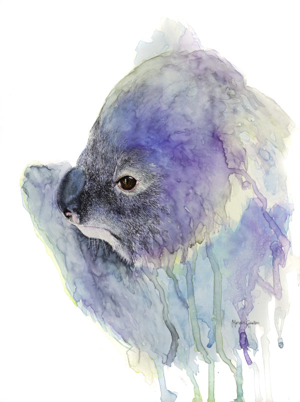 Koala by Miriam Gaulton