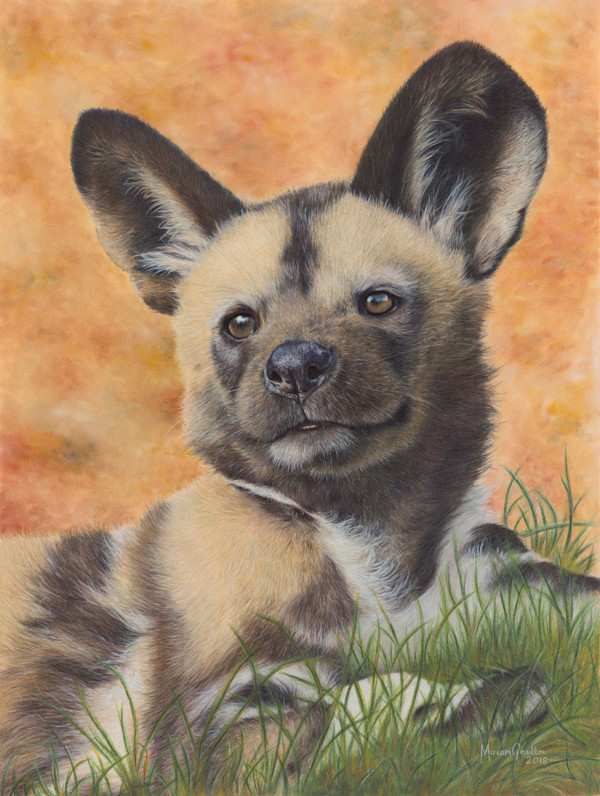'Zula' - African Painted Dog pup by Miriam Gaulton