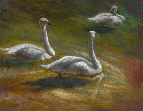 Trumpet Swans by Vic Mastis
