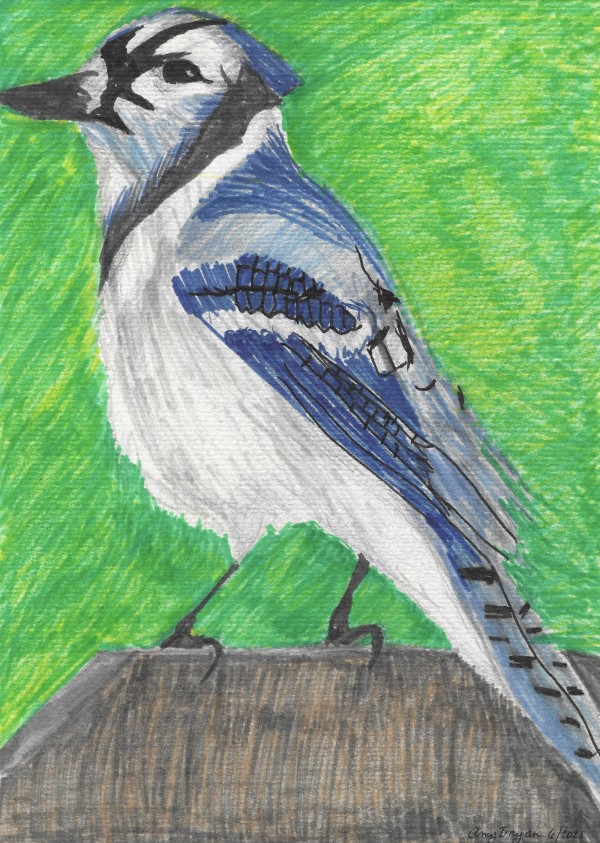 Blue Jay Standing Tall by Amy Bryan
