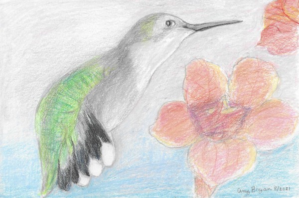 Hummingbird with Trumpet Vine by Amy Bryan