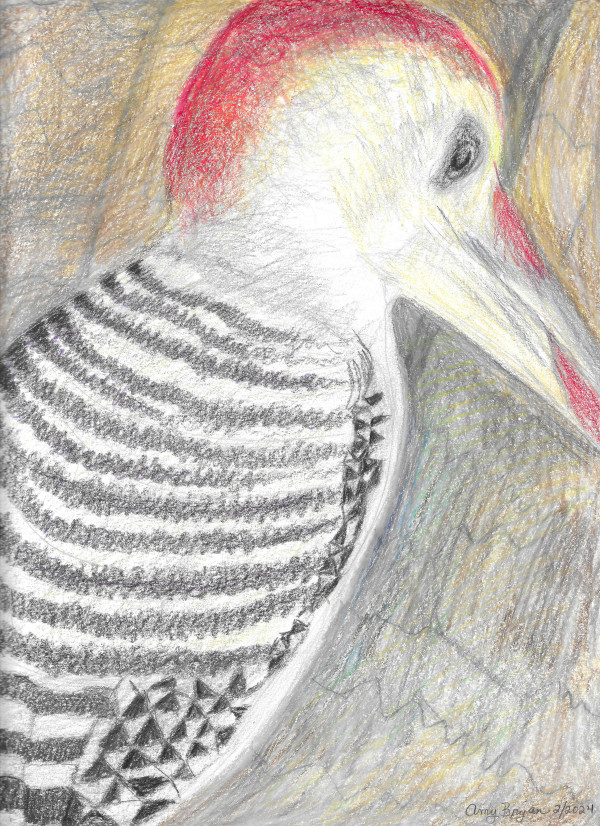 Red-bellied Woodpecker by Amy Bryan