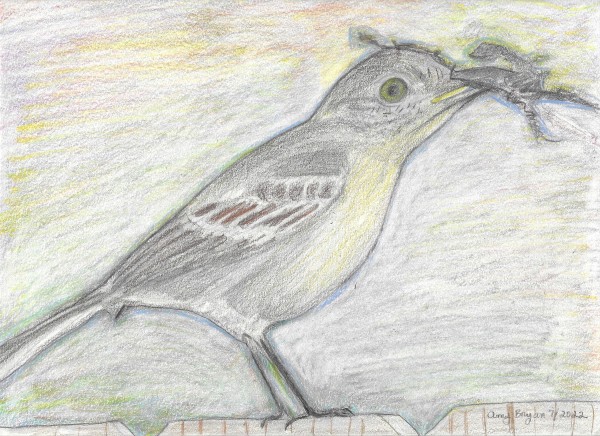 Mockingbird with a Twig by Amy Bryan