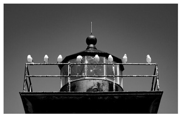 8 Gulls by Artnova Gallery