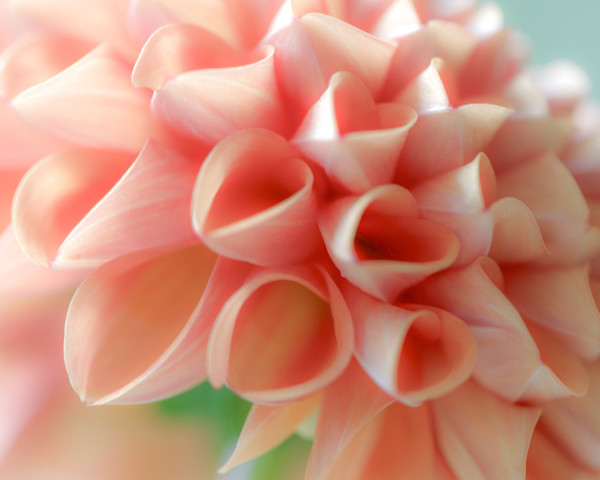 Blushing Blossom by Artnova Gallery