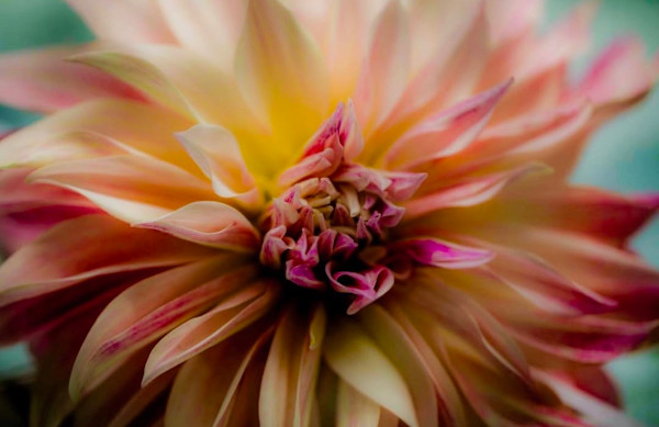 Darling Dahlia by Artnova Gallery & Salt Studio