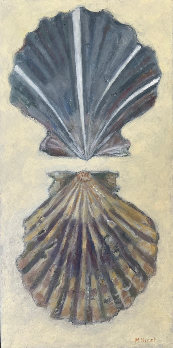 Scallop Shells by Artnova Gallery & Salt Studio