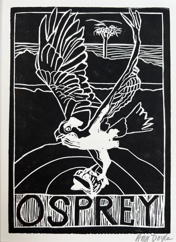Osprey by Artnova Gallery