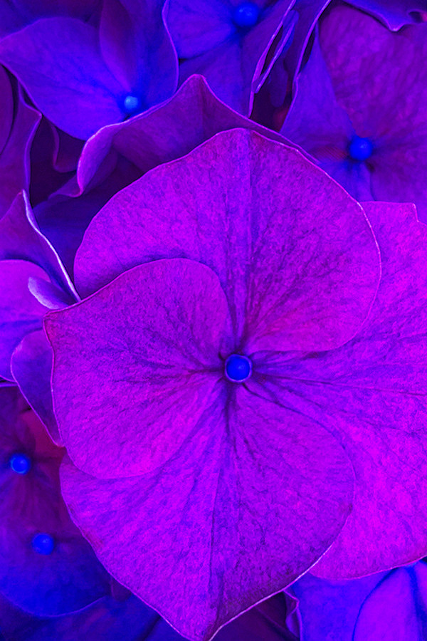 Petal Poetry by Artnova Gallery
