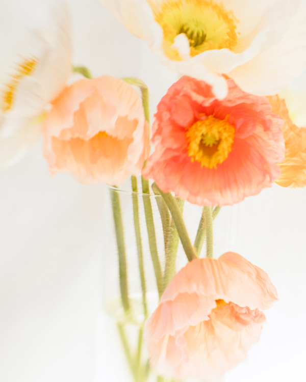 Poppy Splendor by Artnova Gallery