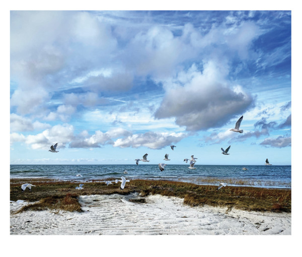 Gulls at Skaket by Artnova Gallery