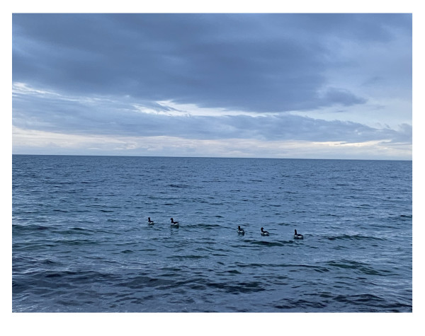 Five Sea Ducks by Artnova Gallery
