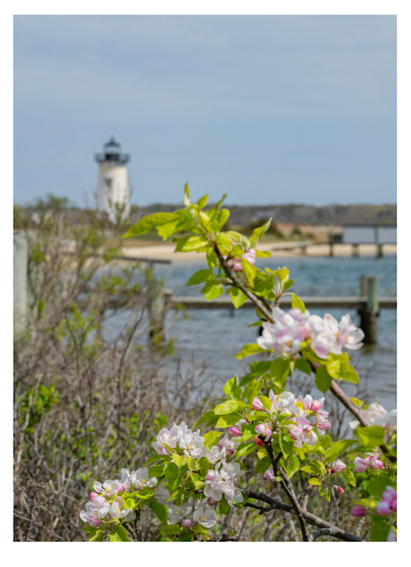 Edgartown Crabapple by Artnova Gallery & Salt Studio, Image 1.