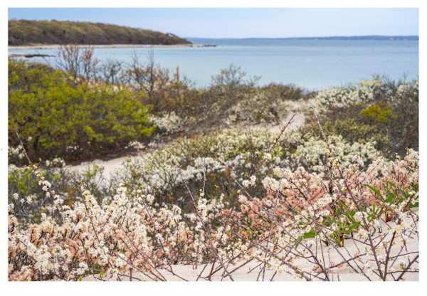 Plum Blossoms at Lambert Cove by Artnova Gallery & Salt Studio