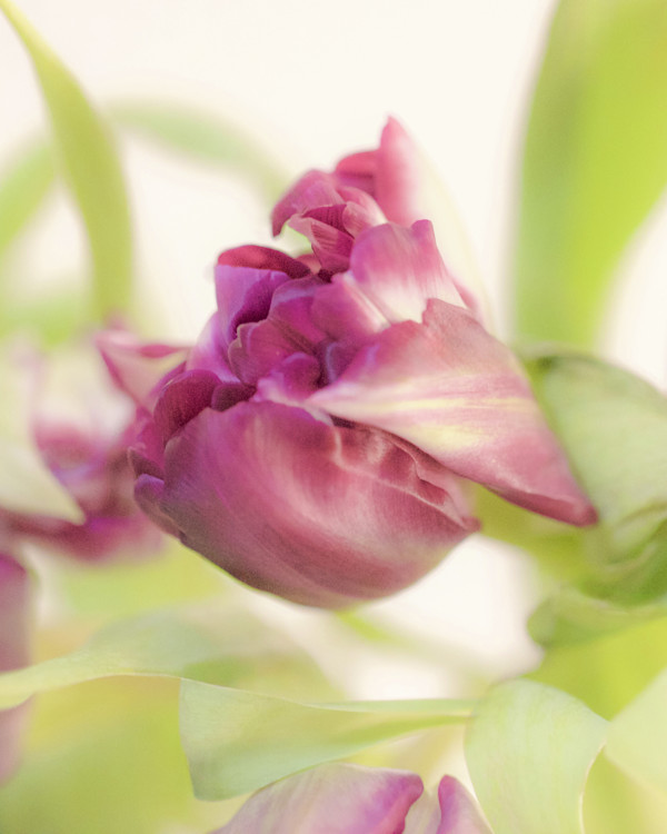 Tumbling Tulip by Artnova Gallery