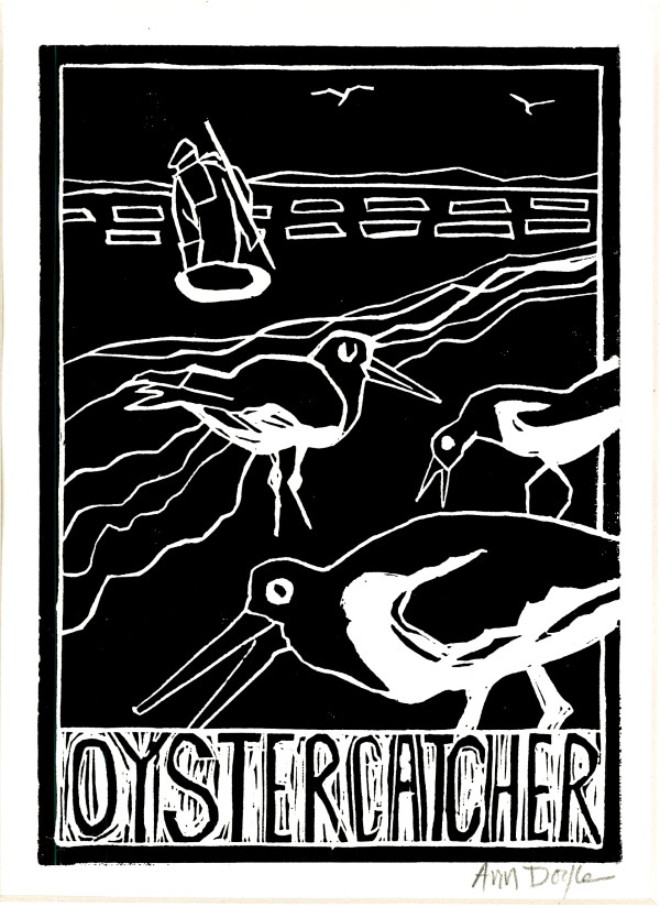 Oystercatcher by Artnova Gallery