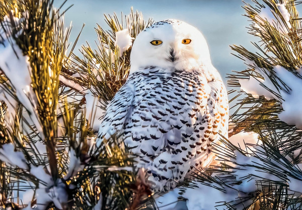 Snowy Owl on Pine Boughs by Artnova Gallery