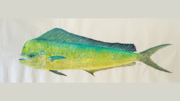 Bull Mahi-mahi by Kaylee Hettenbaugh