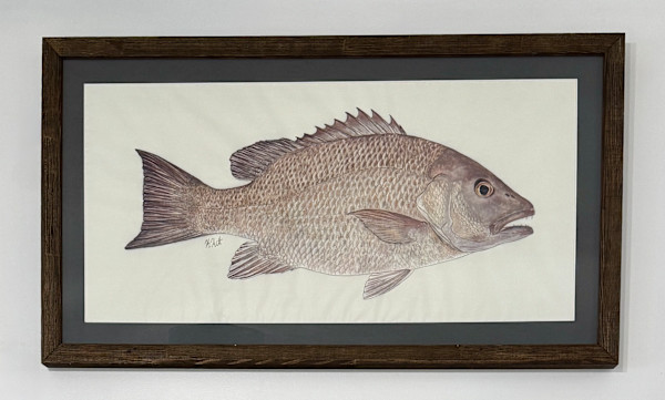 Mangrove Snapper by Kaylee Hettenbaugh, Image 2.