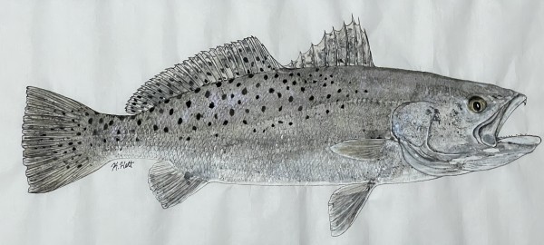 Speckled Sea Trout by Kaylee Hettenbaugh