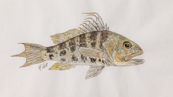 Bank Sea Bass by Kaylee Hettenbaugh, Image 1.