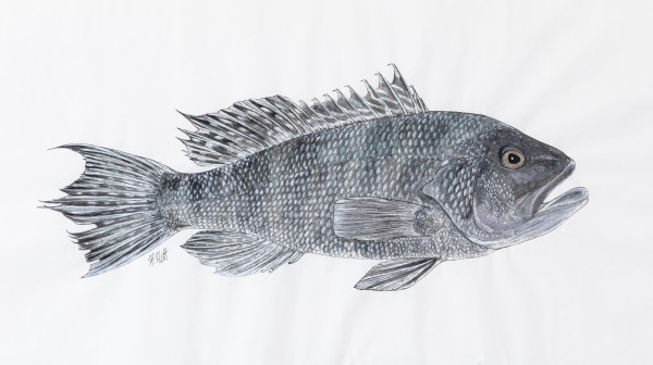 Black Sea Bass by Kaylee Hettenbaugh