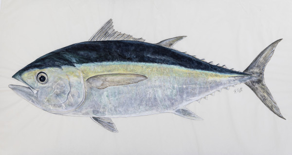 Blackfin Tuna II by Kaylee Hettenbaugh