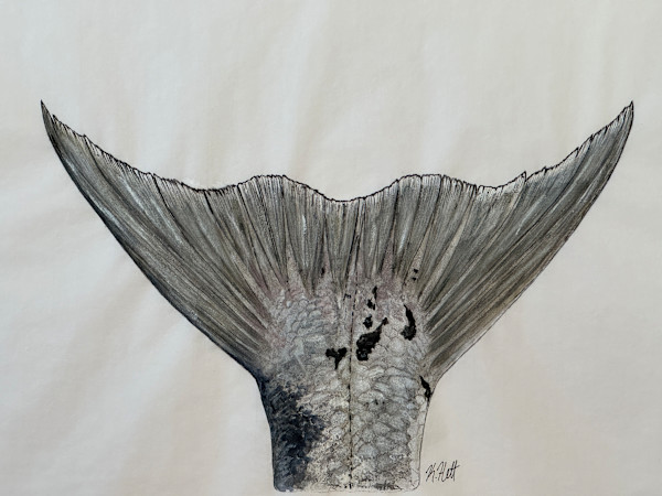 Barracuda Tail I by Kaylee Hettenbaugh, Image 1.