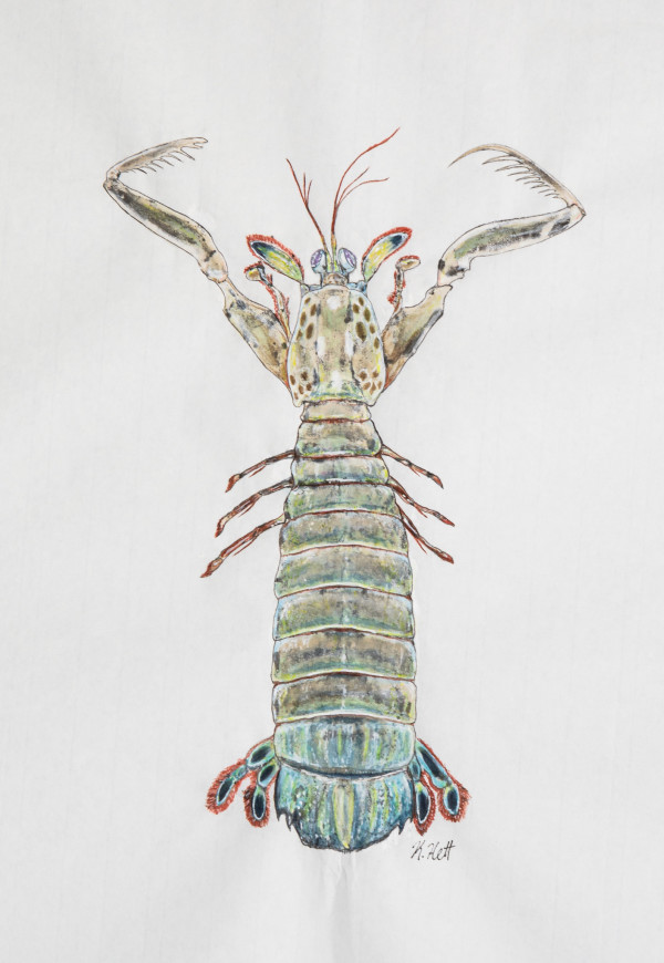 Mantis Shrimp by Kaylee Hettenbaugh