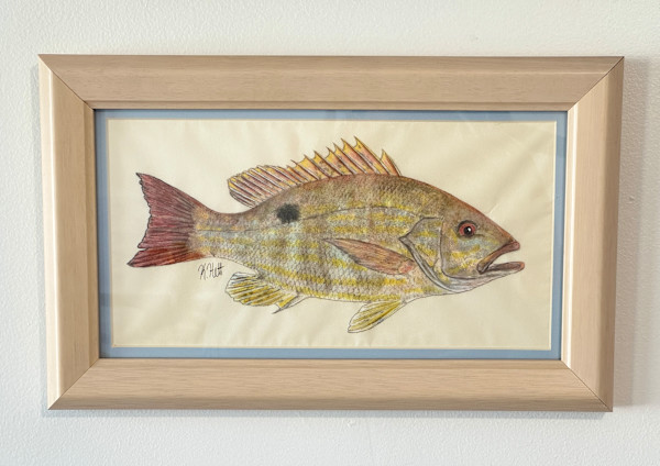 Lane Snapper by Kaylee Hettenbaugh