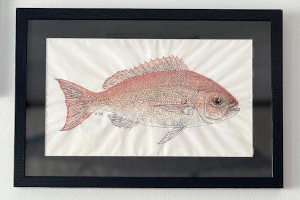 Vermilion Snapper by Kaylee Hettenbaugh