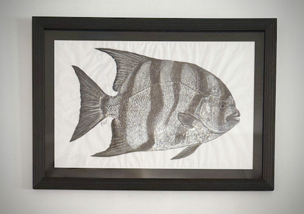 Atlantic Spadefish by Kaylee Hettenbaugh