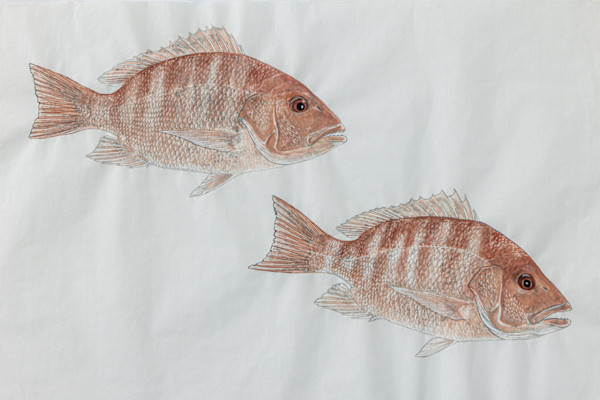Pair of Red Snappers by Kaylee Hettenbaugh