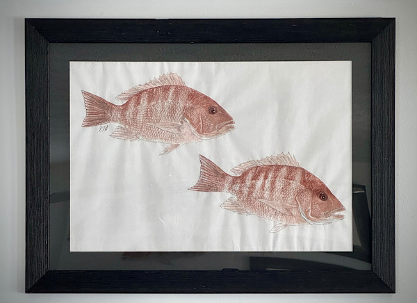 Pair of Red Snappers by Kaylee Hettenbaugh