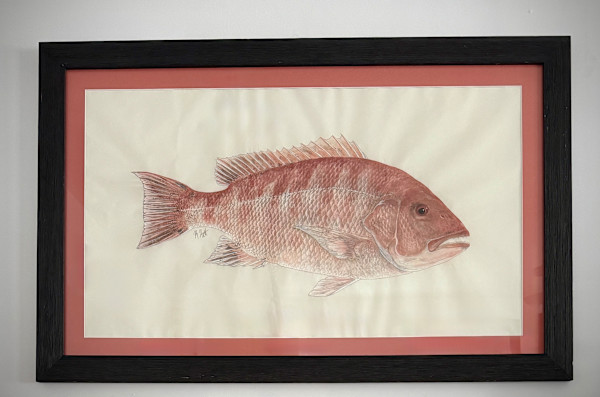Red Snapper II by Kaylee Hettenbaugh