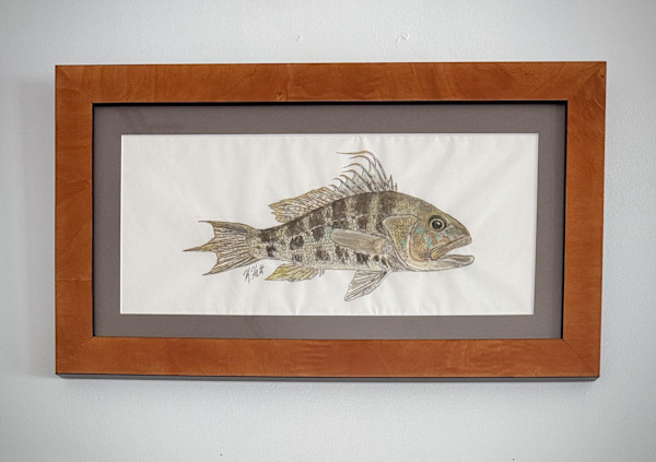 Bank Sea Bass by Kaylee Hettenbaugh