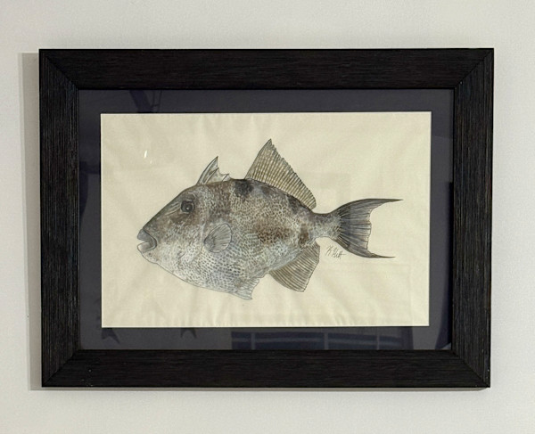 Grey Triggerfish by Kaylee Hettenbaugh